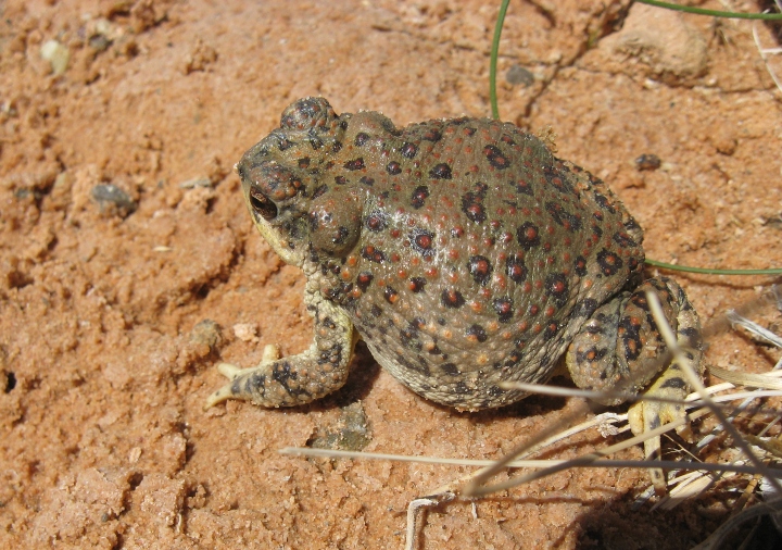 Red-spotted Toad